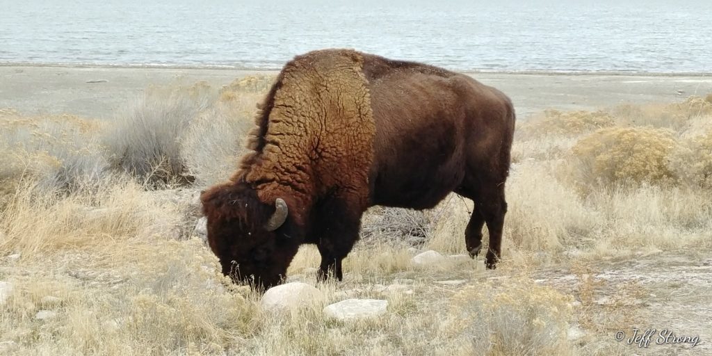 A Close Encounter With A Bison