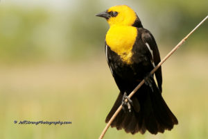 yellow headed blackbird