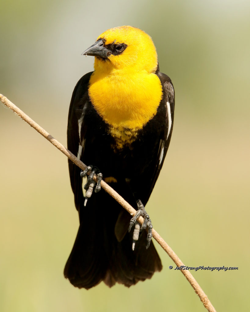 Patiently Waiting For The Yellow Headed Blackbird – Bear River Blogger