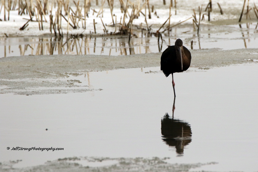 white faced ibis on the bear river migratory bird refuge