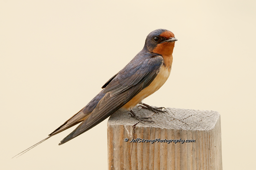 barn swallow on the bear river migratory bird refuge