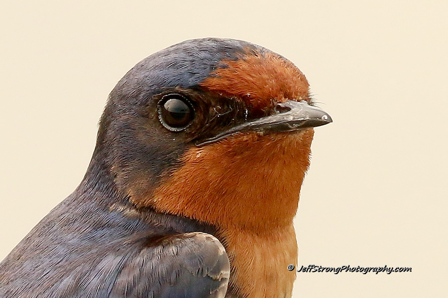 close up of a barn swallow on the bear river migratory bird refuge