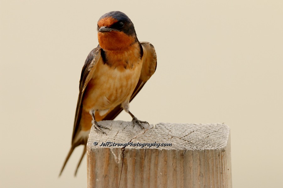 barn swallows come to the bear river migratory bird refuge each year.