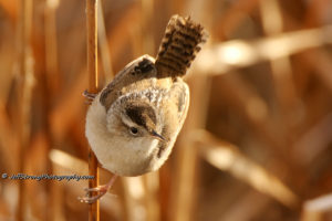 marsh wren on the bear river migratory bird refuge