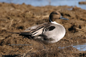 drake northern pintail duck