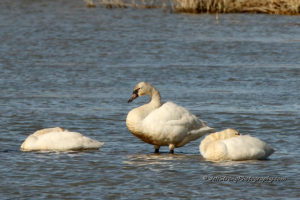 tundra swans on the bear river migratory bird refuge.