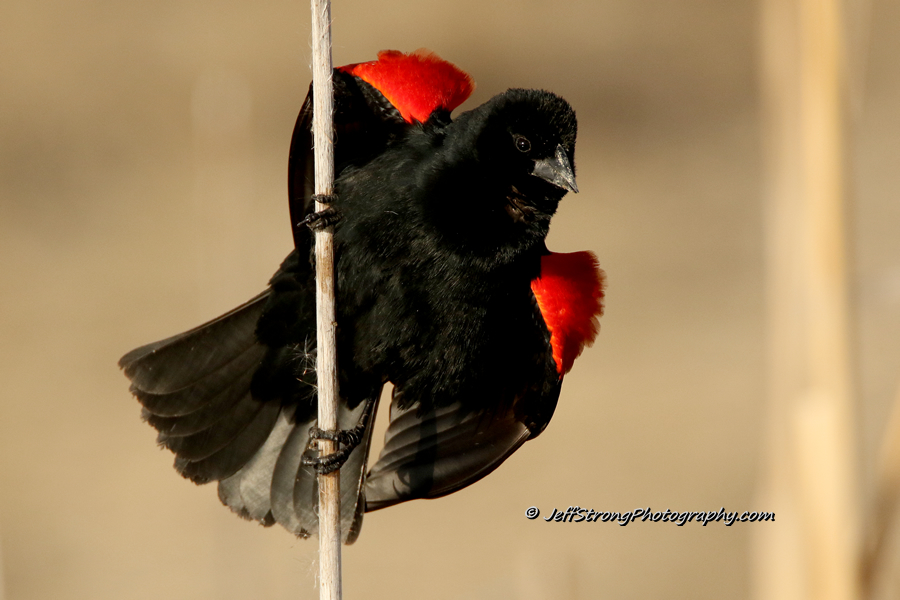 singing red winged blackbird