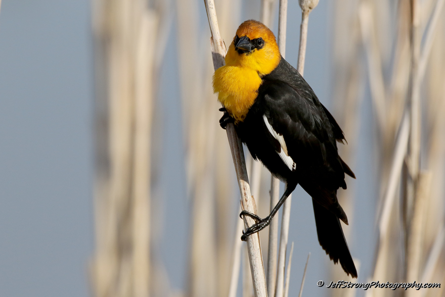 yellow headed blackbird