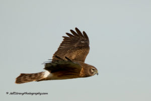 northern harrier on the bear river migratory bird refuge