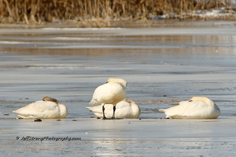 tundra swan