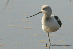 american avocet