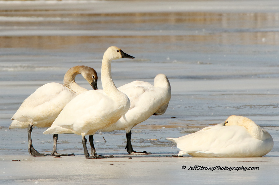 tundra swan