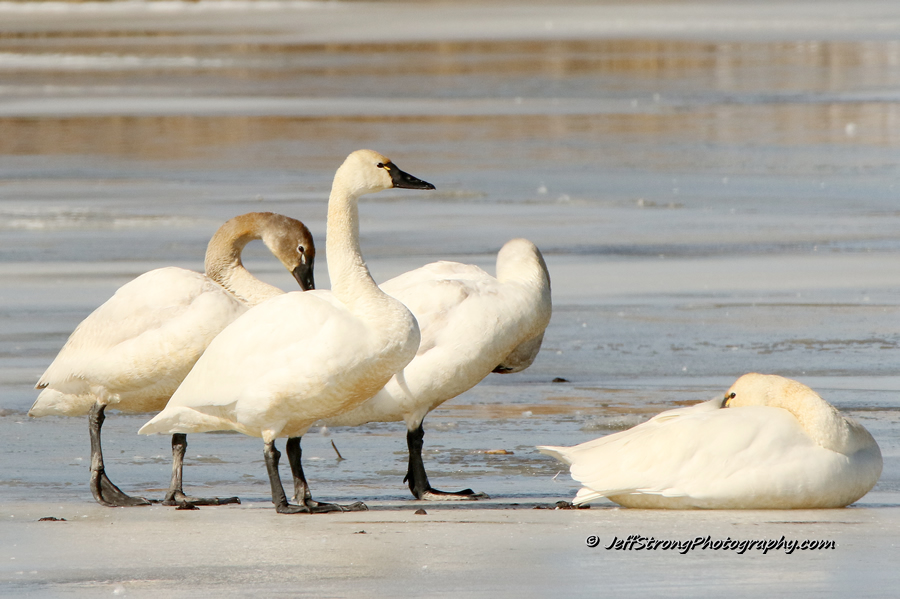 tundra swans standing on the ice on the bear river migratory bird refuge.