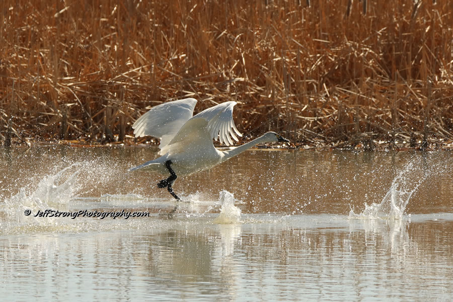 Tundra swan taking off from the water.