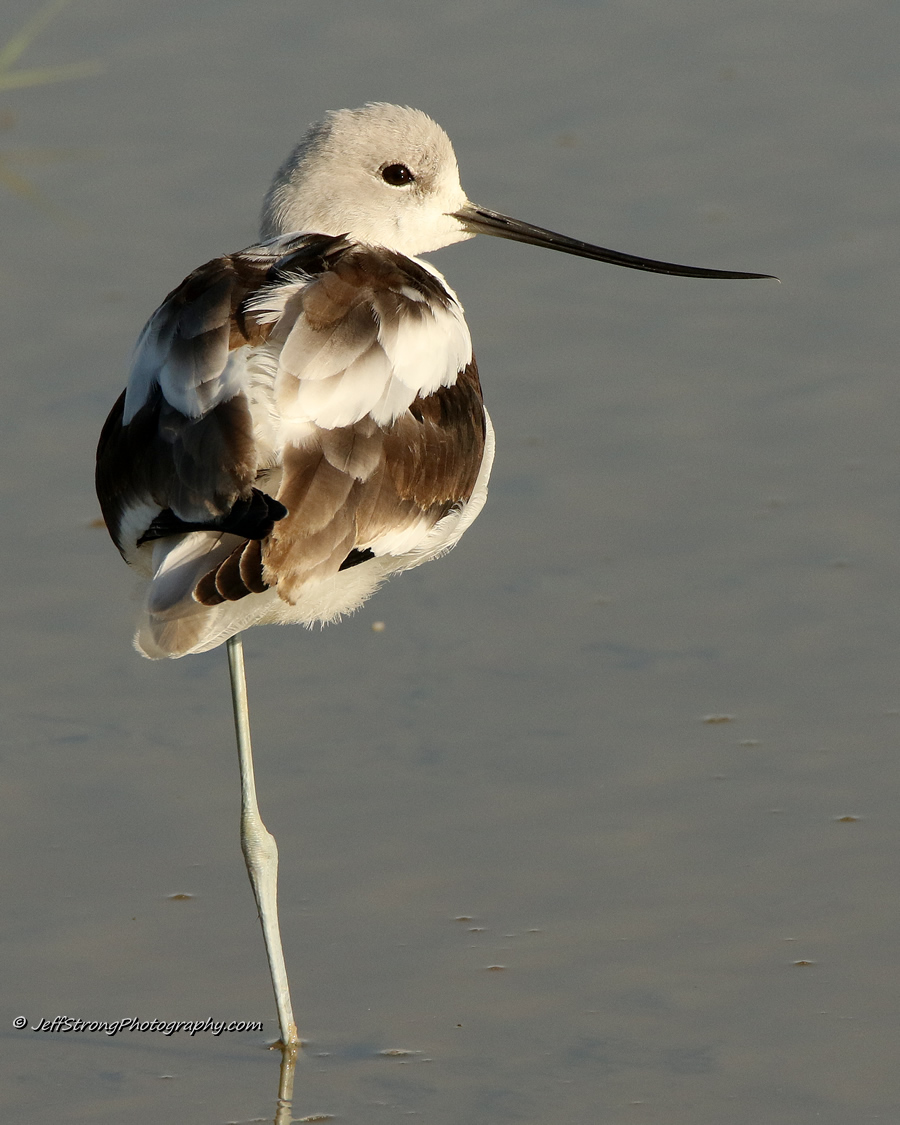 american avocet on the bear river migratory bird refuge