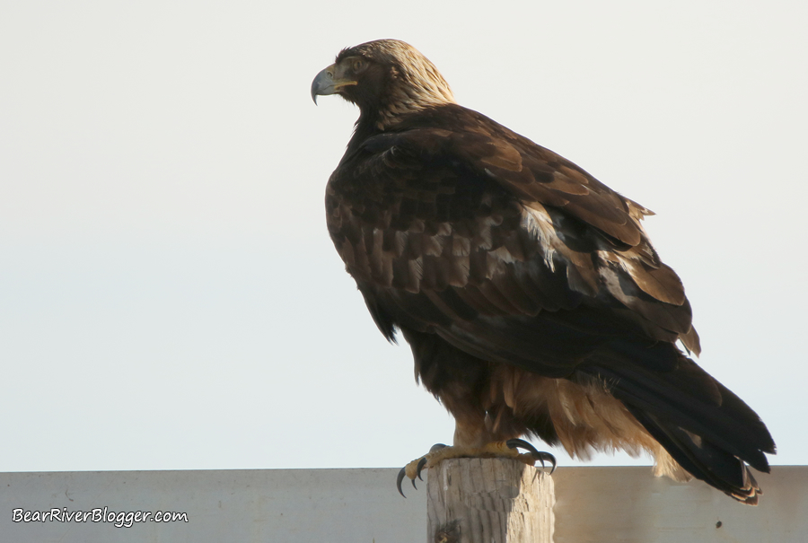 immature bald eagle perched on a post