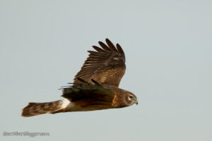 female northern harrier on the wing