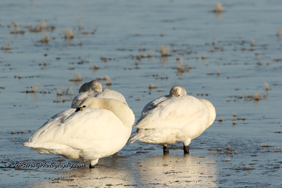 tundra swan on the bear river migratory bird refuge