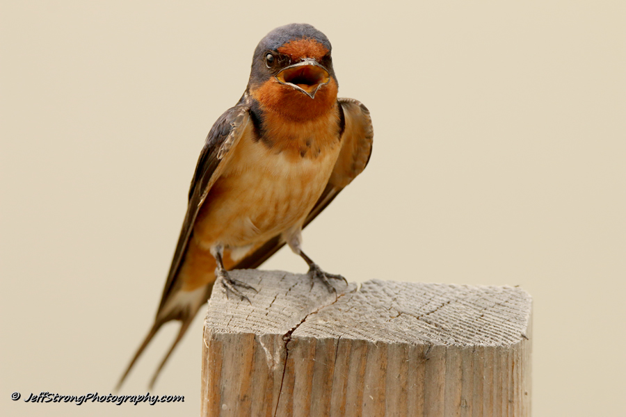 juvenile barn swallow perched on a fence post on the bear river migratory bird refuge