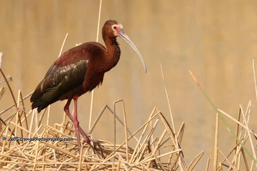 white faced ibis on the bear river migratory bird refuge