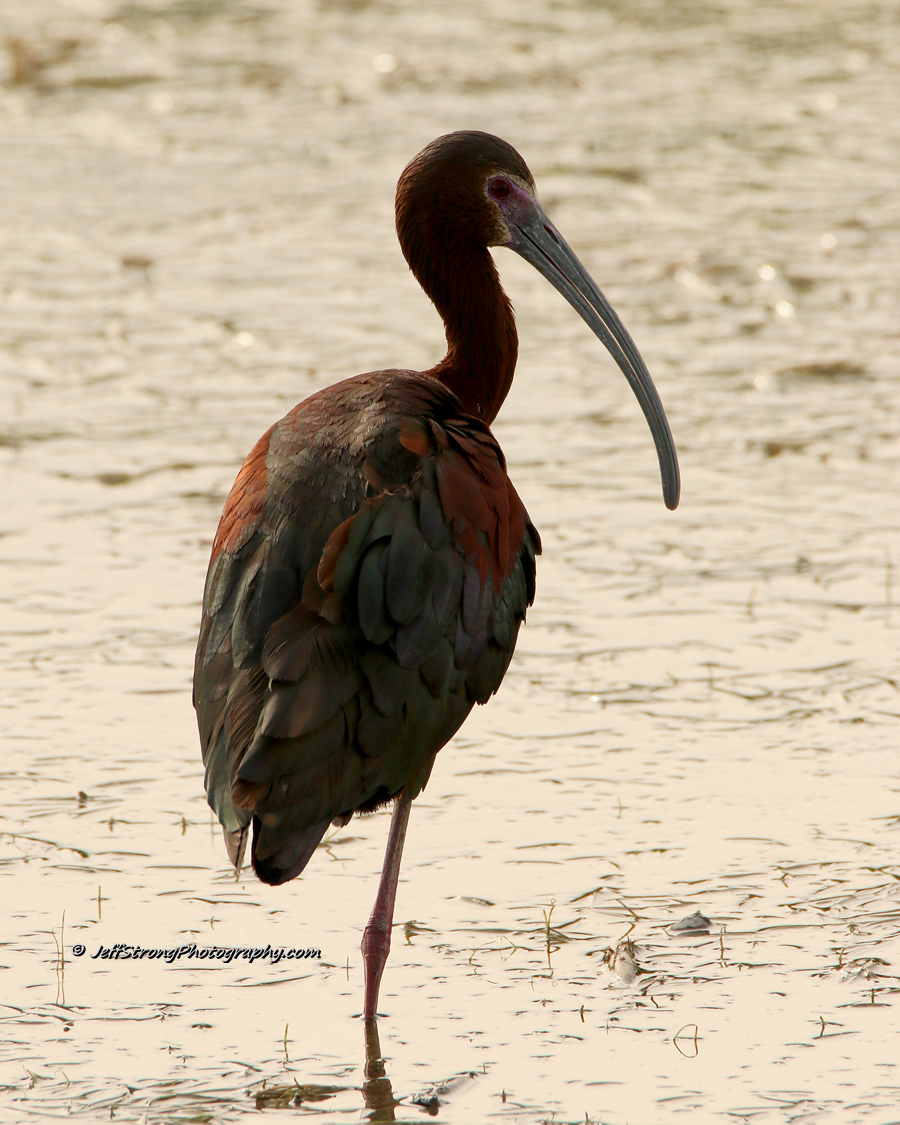 white-faced ibis is a summer bird found on the bear river migratory bird refuge