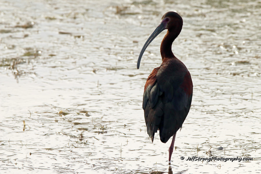 the white-faced ibis colony on the bear river migratory bird refuge is the largest in north america