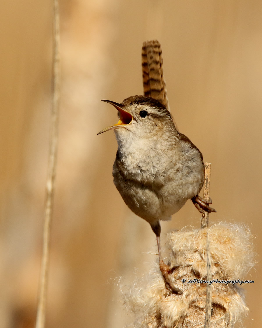 marsh wren on the bear river migratory bird refuge
