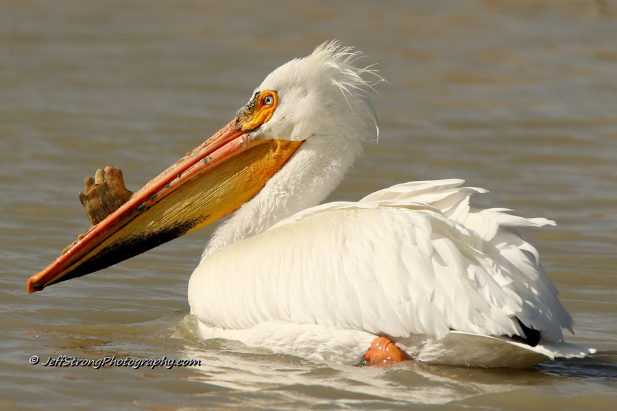 american white pelican on the bear river migratory bird refuge