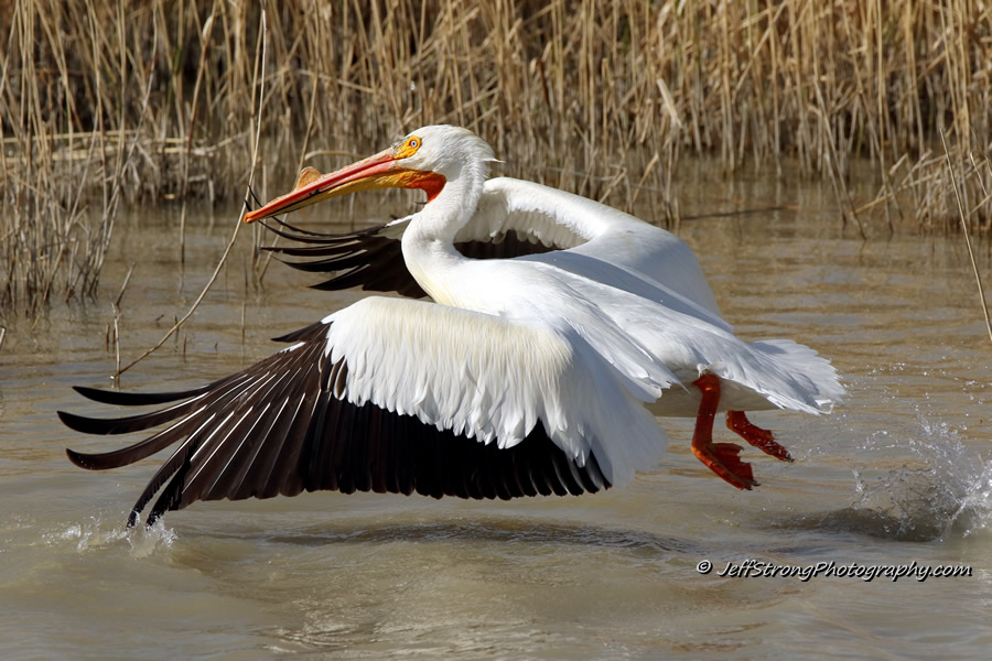 american white pelican flying on the bear river migratory bird refuge.