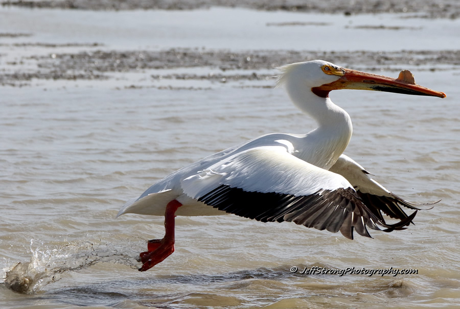 american white pelican flying on the bear river migratory bird refuge