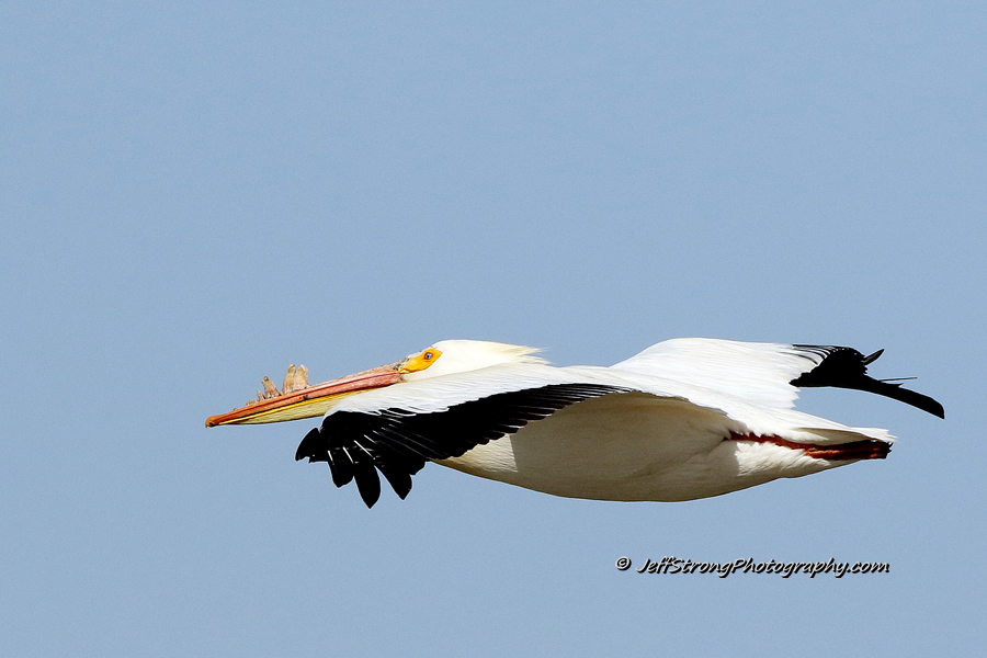 american white pelican on the bear river migratory bird refuge