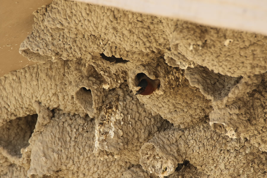 barn swallow on the bear river migratory bird refuge