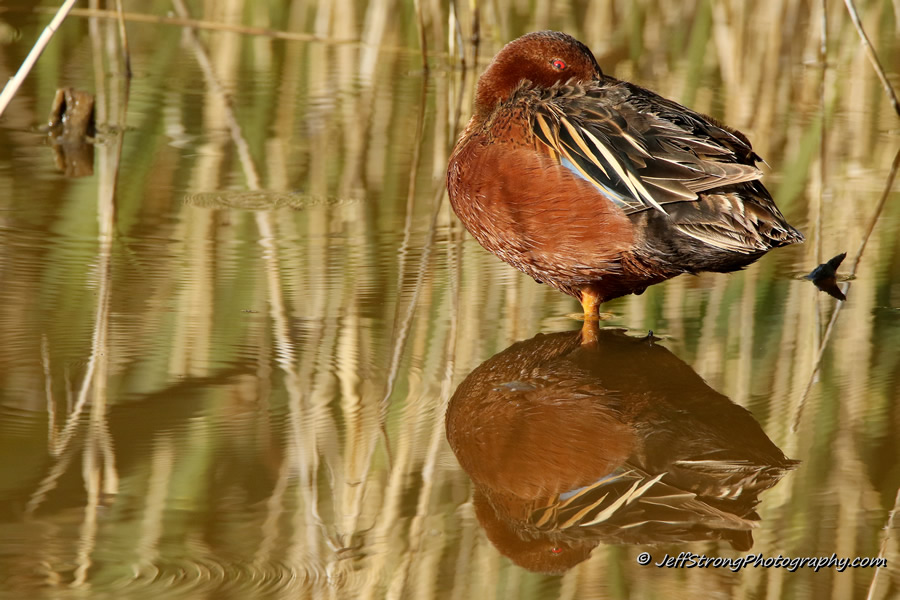 drake cinnamon teal resting on the bear river migratory bird refuge