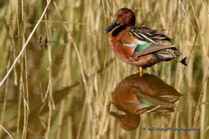 drake cinnamon teal on the bear river migratory bird refuge