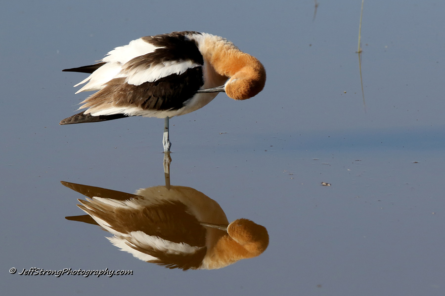 american avocet preening its feathers on the bear river migratory bird refuge.