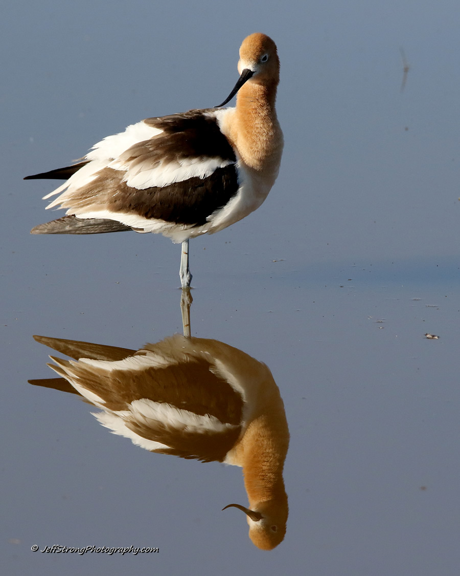 photographing the american avocet on the bear river migratory bird refuge