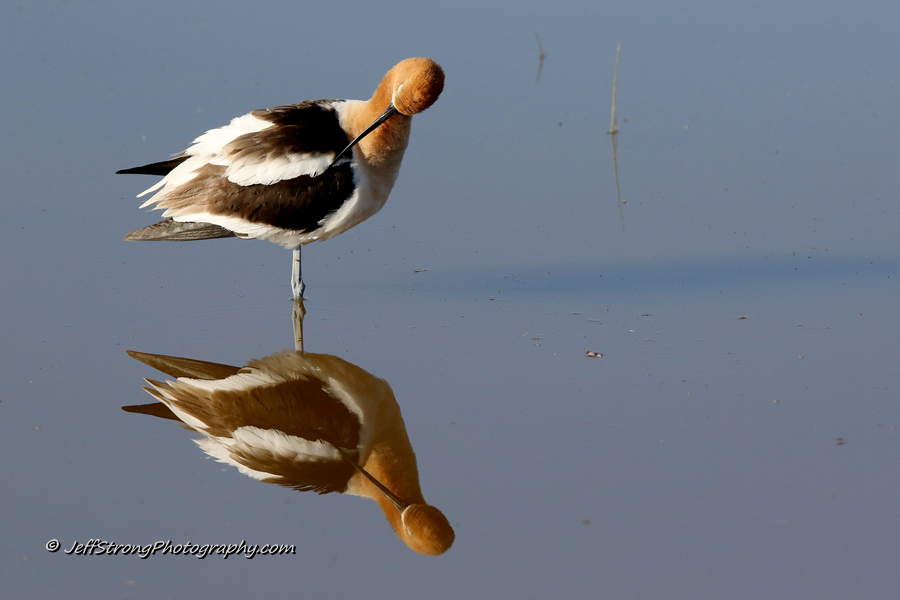 american avocet on the bear river migratory bird refuge