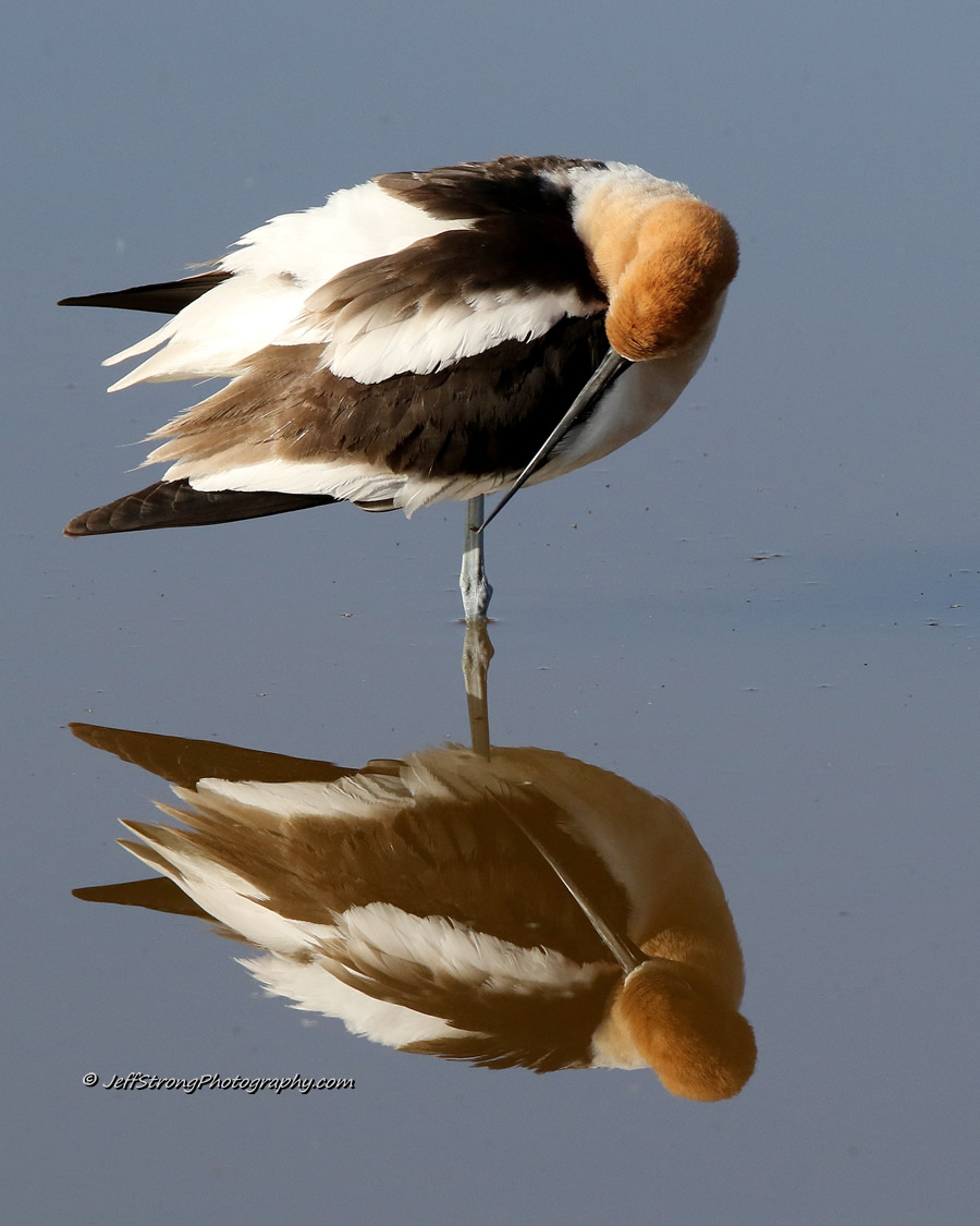 american avocet breeds on the bear river migratory bird refuge