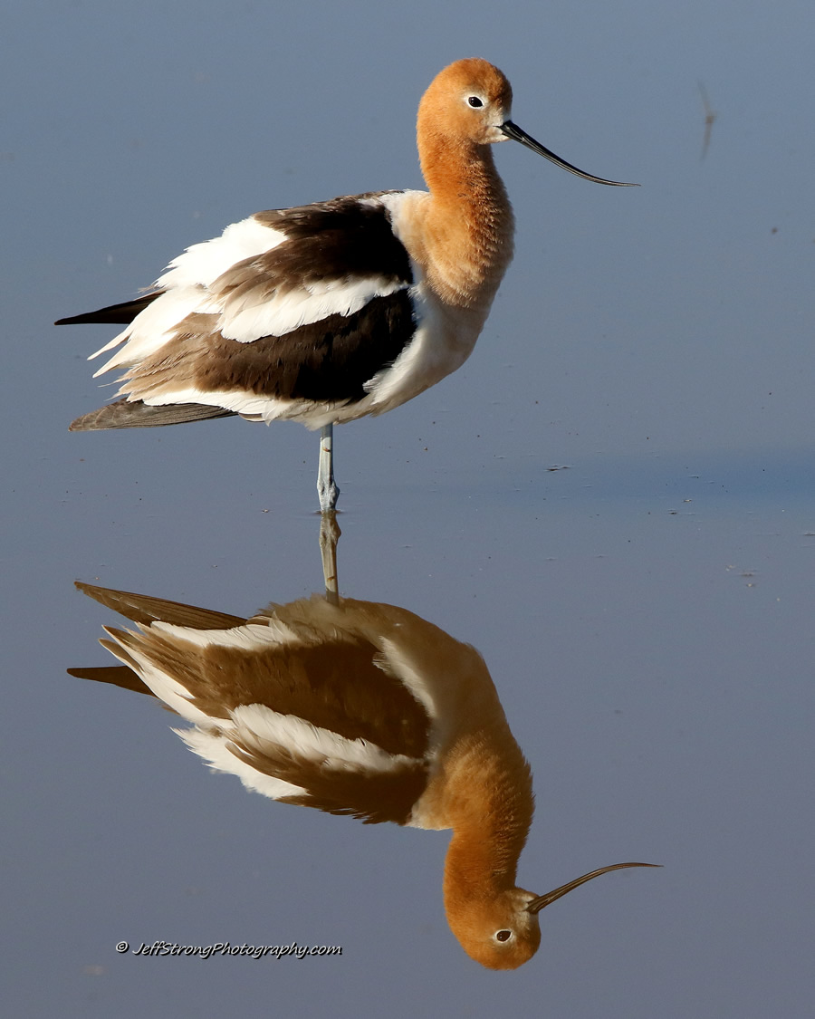 the bear river migratory bird refuge is managed for the american avocet