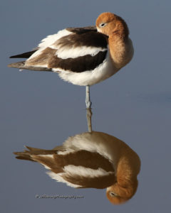 american avocet on the bear river migratory bird refuge.