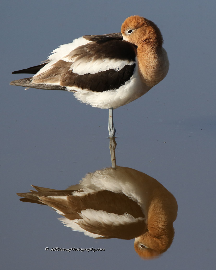 american avocets on the bear river refuge