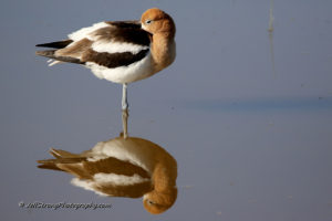 american avocet sleeping