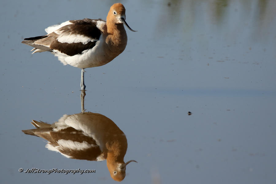 american avocet on the bear river migratory bird refuge