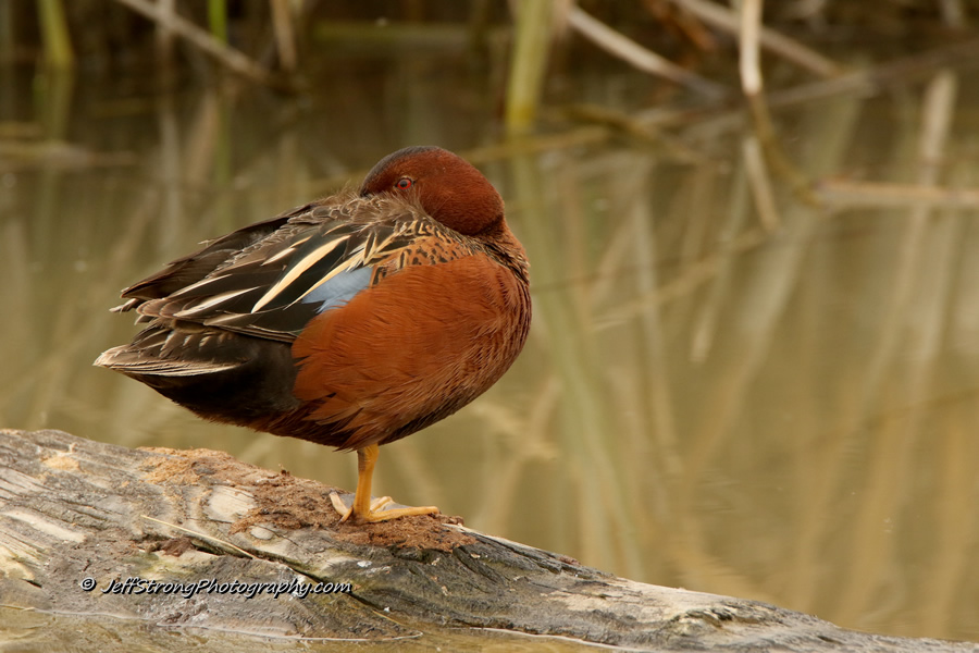 drake cinnamon teal roosting on a log on the bear river migratory bird refuge