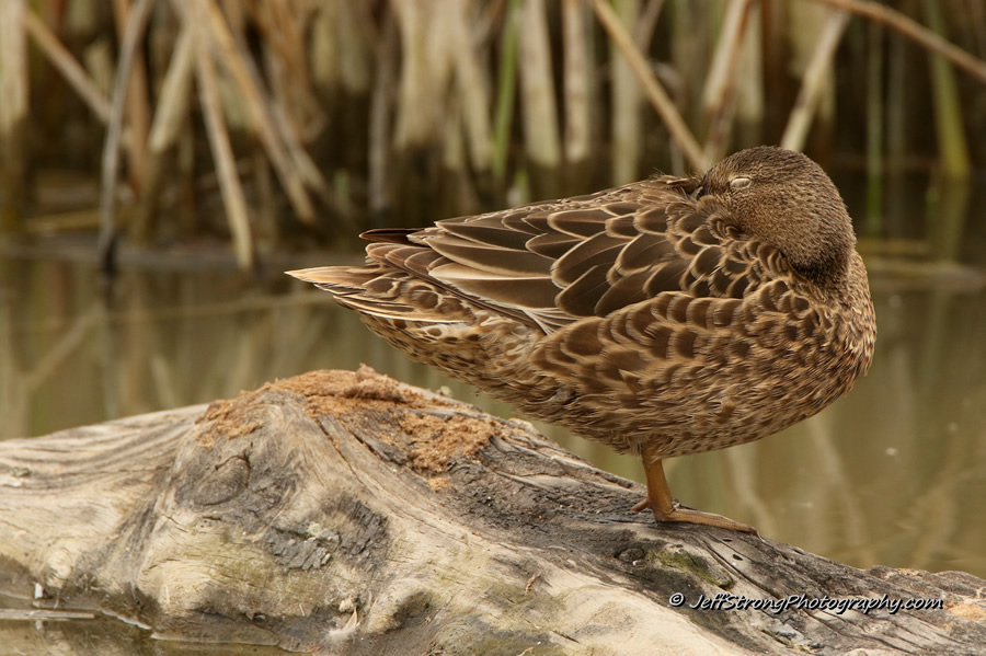 hen cinnamon teal perched on a log on the bear river migratory bird refuge