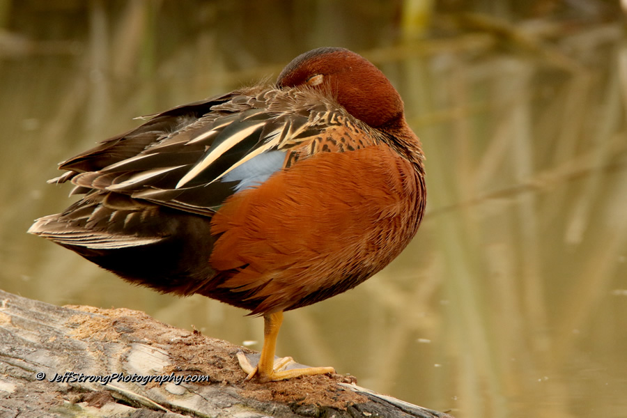 drake cinnamon teal resting on a log on the bear river migratory bird refuge