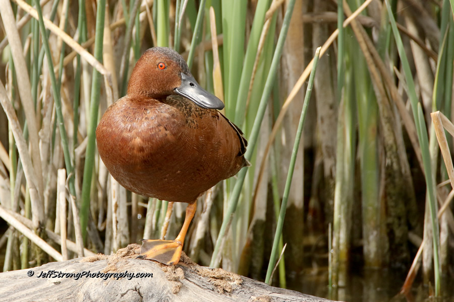 the bear river migratory bird refuge and a drake cinnamon teal