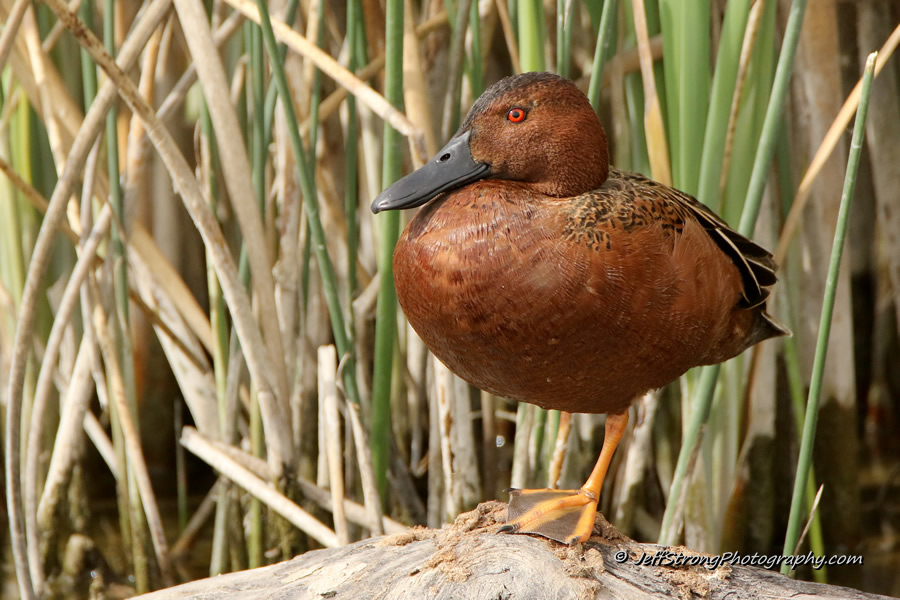 drake cinnamon teal on the bear river migratory bird refuge