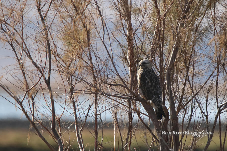 rough-legged hawk perched in a tree on the bear river migratory bird refuge