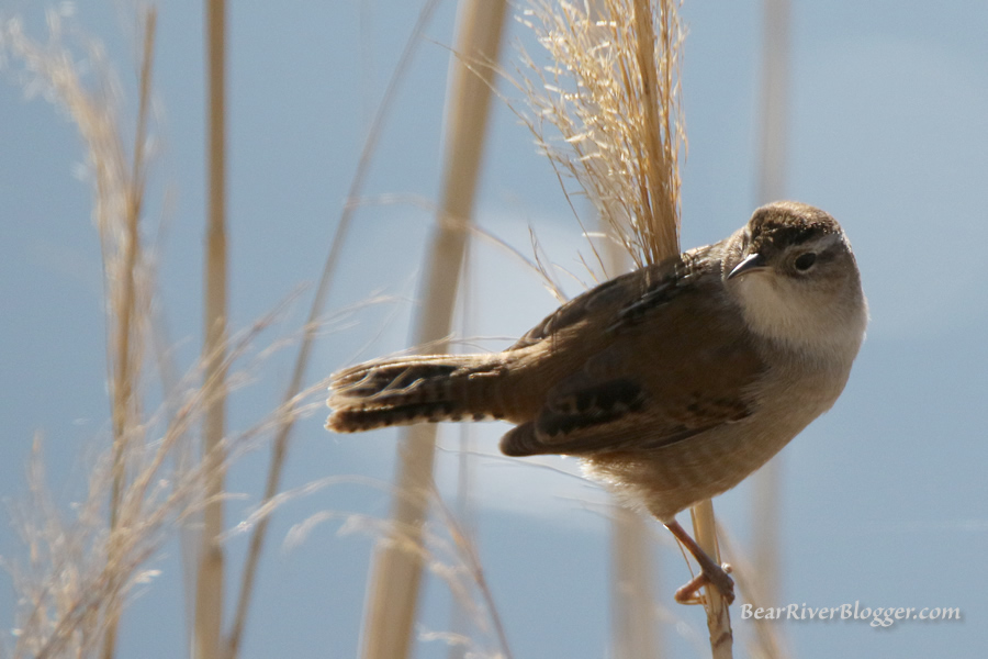 birding on the bear river migratory bird refuge for marsh wrens